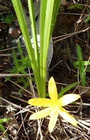 Image result for Curculigo