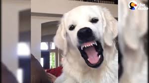 About for books making faces review making faces review. Golden Retriever Makes The Funniest Faces Youtube