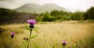 The thistle is scotland's national flower, although it's unclear which exact species of thistle this is supposed to be. The Thistle National Emblem Of Scotland Historic Uk