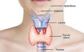10 Sintomas Posible Problemas De Tiroides Help Hair Loss Baldness Cure Thyroid
