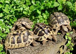 Klein Emil Und Geschwister Suchen Neuen Garten Und Pfleger Babyschildkrote Schildkroten Haltung Landschildkroten