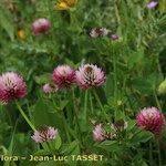 Image result for Trifolium isthmocarpum