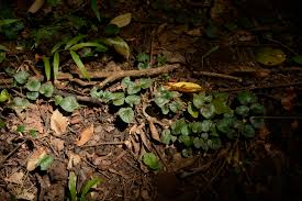 Image result for Geophila repens