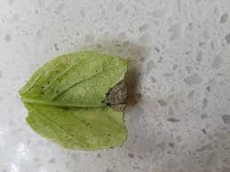In summer it's got white to near white blooms. What Are These White Spots On My Basil Leaves Gardening Landscaping Stack Exchange