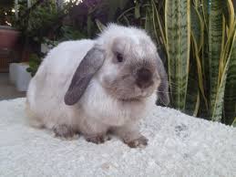 We are hobby rabbitry located in bangkok, thailand. à¸ªà¸²à¸¢à¸ž à¸™à¸˜ Rabbitlop