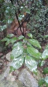 Image result for Strychnos usambarensis