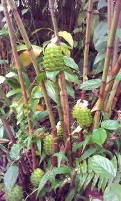 Image result for Costus afer