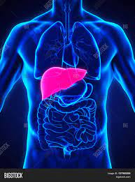 Check spelling or type a new query. Human Liver Anatomy Image Photo Free Trial Bigstock