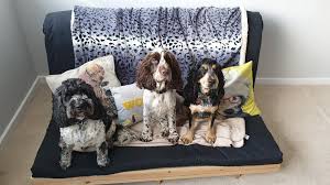 Thankfully, there are a fair number of dog boarding opportunities for your dog near your home. Dog Boarding Home Boarding For Dogs Woof Around The Clock