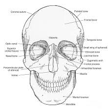 Coloring Rocks Skull Coloring Pages Skull Anatomy Anatomy Coloring Book