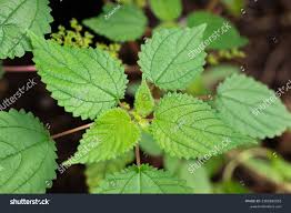 Image result for Laportea interrupta