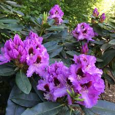 Kaberett Rhododendron Rainier Rhododendrons Rhododendron Flowers Healthy Plants