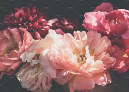 They are the harbinger of good times ahead after the dark gloomy days of winter when everybody is looking forward to some brightness and burst of color. Beautiful Pink And Burgundy Peonies High Quality Nature Stock Photos Creative Market