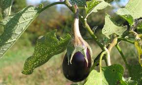 Companion planting is part experience, part folklore, and part wishful thinking. Eggplant Companion Plants To Try Epic Gardening