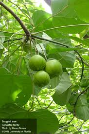 Image result for Aleurites