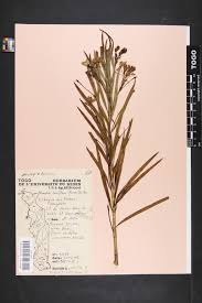 Image result for Kanahia laniflora