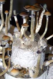 Pin On Psilocybin