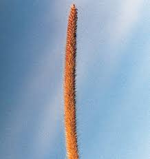 Image result for Cenchrus macrourus