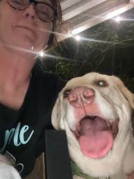 Labs are Smart… AND brats when they want to be.. lol