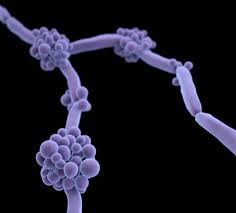 Image result for Buchnera candida
