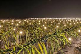 大美广东】中山火龙果灯海灯光璀璨醉游人