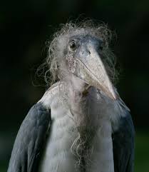 Hasslicher Vogel Marabu Hassliche Tiere Vogel Als Haustiere Hubsche Vogel