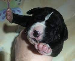 Litter Of 9 Great Dane Puppies For Sale In Houghton Lake Mi Adn-70720 On Puppyfindercom Gender Female Age 1 Week Old Great Dane Puppy Puppies Great Dane