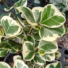 Image result for Ficus natalensis