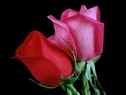 Pin On Flowers