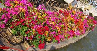 Bougainvillea Boat Mekong Delta Vietnam Bougainvillea Garden Art Plants