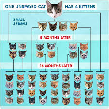 This blood work can be done at our clinic for an additional $55. Peta People For The Ethical Treatment Of Animals Today Is World Spay Day One Unaltered Female Cat Her Offspring Can Produce An Estimated 370 000 Cats In Only 7 Years Always