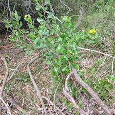 Image result for Chrysanthemoides monilifera