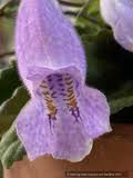 Image result for Buchnera speciosa