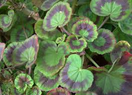 Image result for Pelargonium domesticum round-leaved bushy