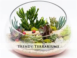 Terrariums Gardens Landscaping Garden Office Plants Nursery India Terrarium Pots Terrarium Terrarium Jar