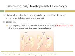 Bio 9c Thursday Title Using Homologous Structures As Evidence For Evolution Homework Lab Part B Finish Tree 1 And Analysis Question 6 Ppt Download