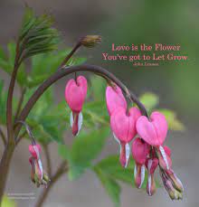 Various quotes on different topics added by bleeding_heart. Bleeding Heart Garden With Grace
