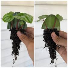 Using a very light rooting media and dipping the ends in a rooting powder, tips and leaves root quickly. Pin On Peperomia