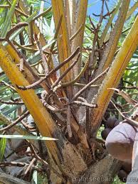 Image result for Hyphaene coriacea