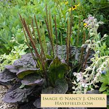 Image result for Plantago