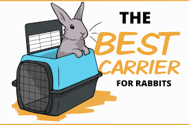 Maybe you would like to learn more about one of these? Choosing The Safest Carrier For Your Pet Rabbit