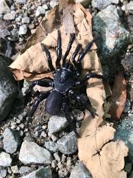 Maybe you would like to learn more about one of these? Trapdoor Spider We Found On Our Hike In Nc The Biggest Spider I Have Ever Seen Irl Spiderbro