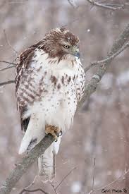 Birds Of Prey Western North Carolina My Baby Birds Of Prey Red Tailed Hawk Bird Lovers