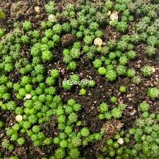 Can you make a homemade souvenir for your area? Epoch On Twitter Did You Know That These Tiny Gymnocalycium Hybrid Are Already 5 Month Old Yes Cacti In General Are Slow Growing Plants And Rarely Need Repotting Keep In Mind That Many