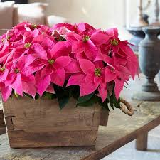 Image result for Euphorbia pulcherrima