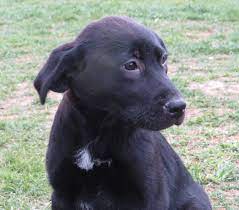 Osmanlabs (lab puppies for sale). Adopt Lab Bc Mix Pups On Petfinder Pup Black Labrador Retriever Puppies