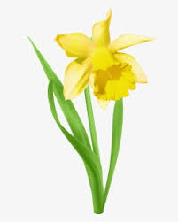 Download Daffodil Flower Clipart Svg Royalty Free Download Daffodil Transparent Background Daffodil Clip Art Hd Png Download Transparent Png Image Pngitem