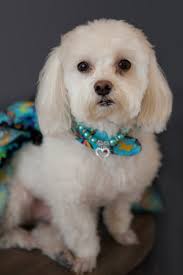 Meet the Breed! Today we are highlighting the Havanese! The Havanese are  the only breed of dog native to Cuba. They are social little dogs that are  becoming quite popular with big