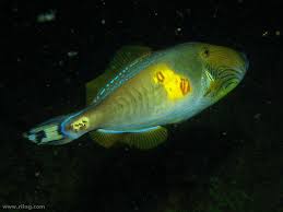 Six Spine Leatherjacket Beautiful Fish Tropical Fish Fish Pet