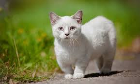 Munchkin cats are small, short, and completely adorable! Il Gatto Piu Piccolo Del Mondo E Di Razza Munchkin Conosciamolo Meglio